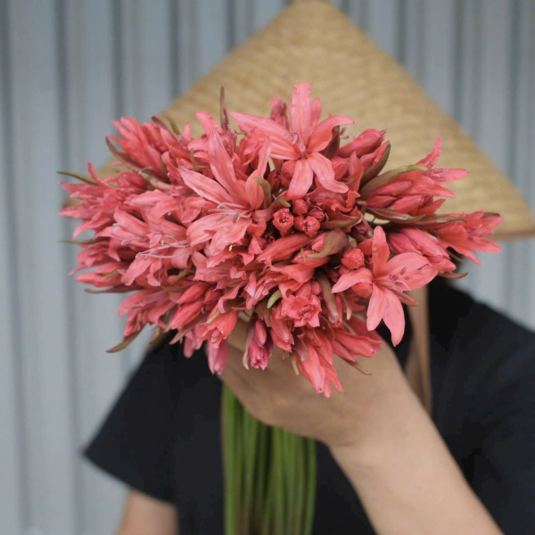 Hoa Bỉ Ngạn Nhật Bản