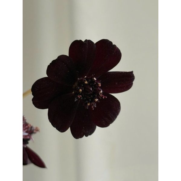 Cosmos Đen Trung Quốc