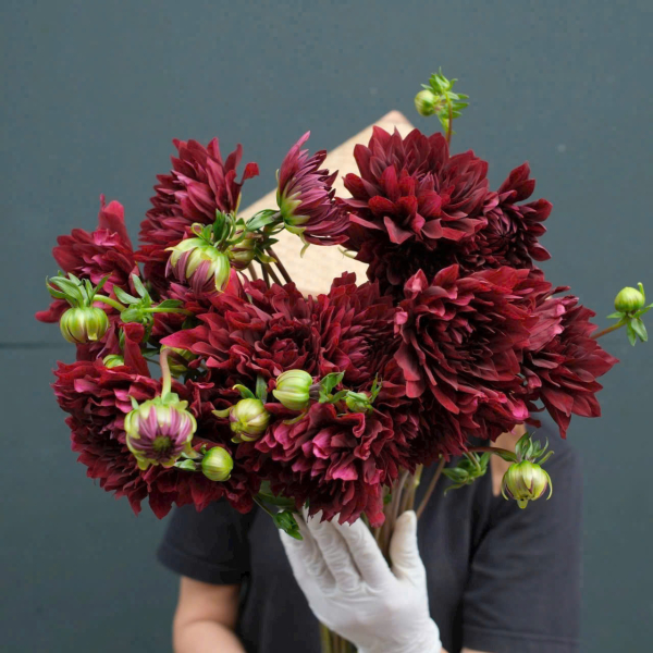 Hoa Thược Dược Trung Quốc