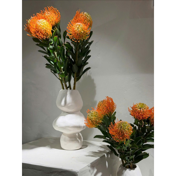 Thảo Đường San hô Nam Phi AAA