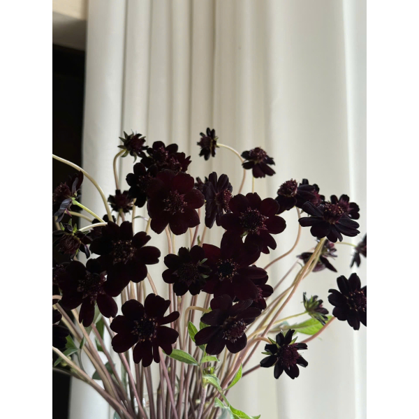 Cosmos Đen Trung Quốc