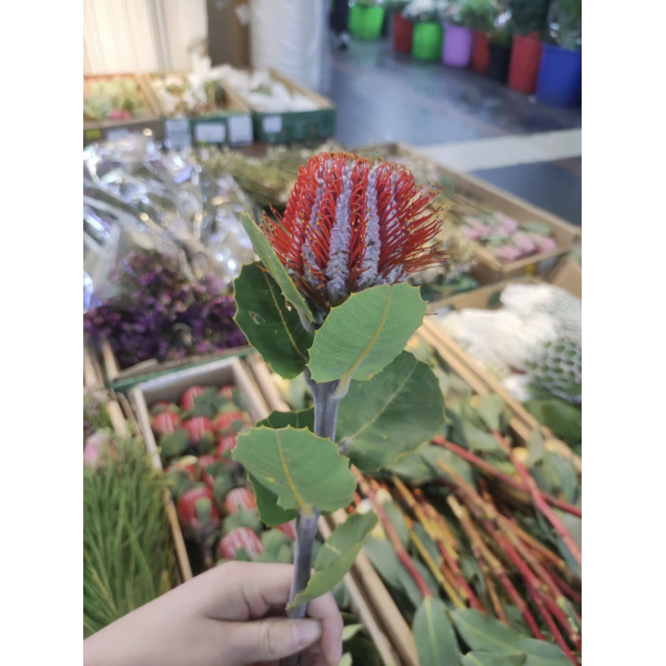 Banksia nhuộm Nam Phi