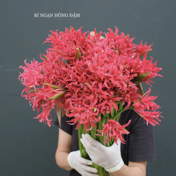 Hoa Bỉ Ngạn Hà Lan