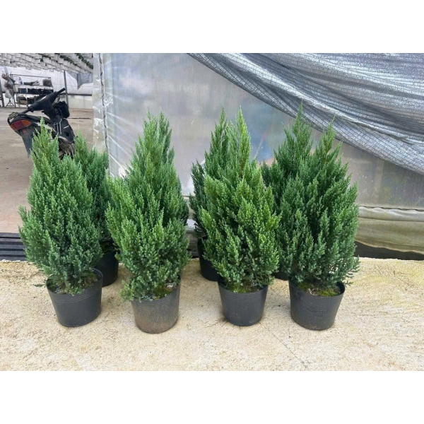 Cây thông tươi mini để bàn, cây tùng trang trí Noel