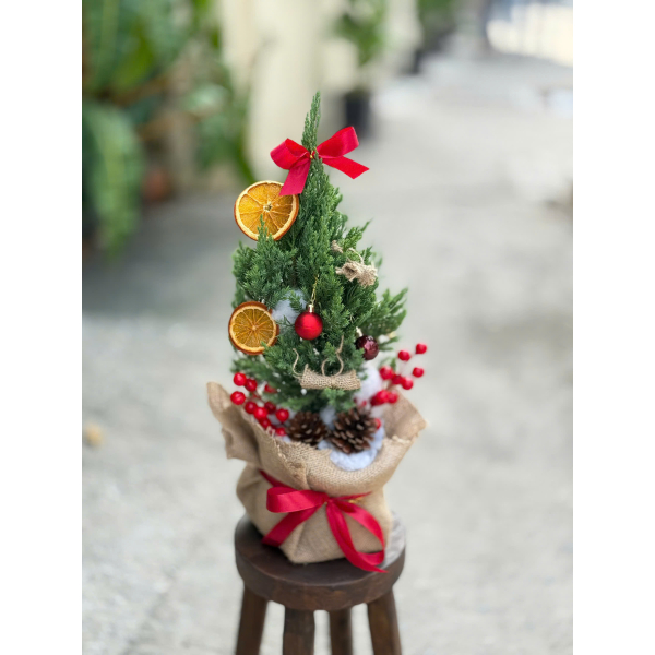 Cây thông tươi mini để bàn, cây tùng trang trí Noel