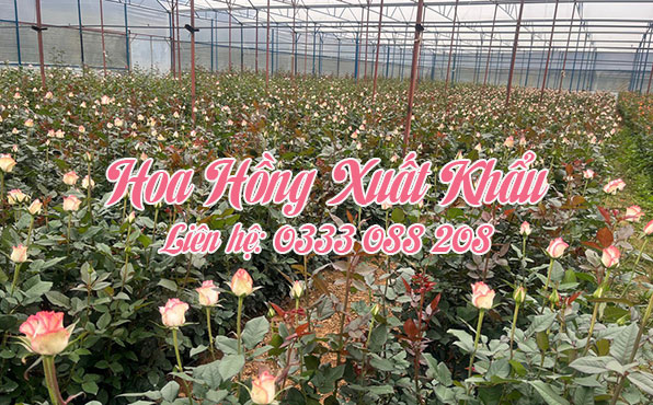Hoa hồng sỉ xuất khẩu