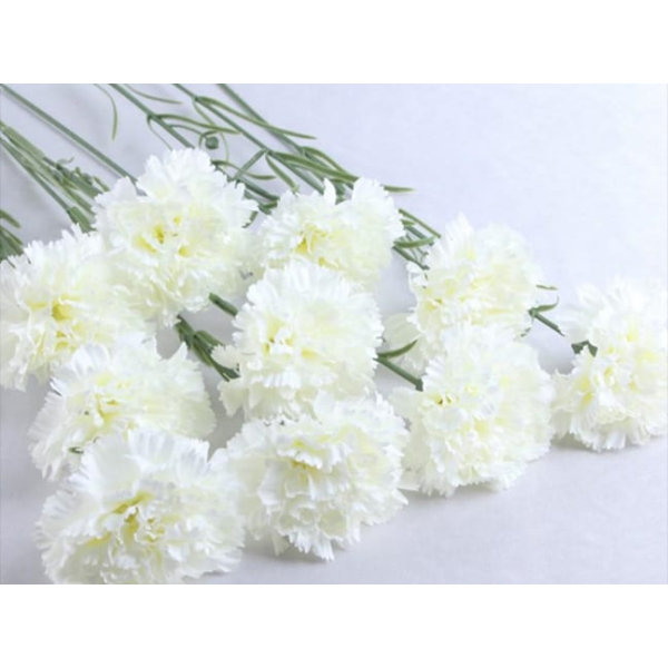 Hoa Cẩm Chướng Đơn Trắng