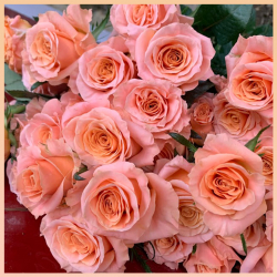 Hoa hồng Shimmer Đà Lạt