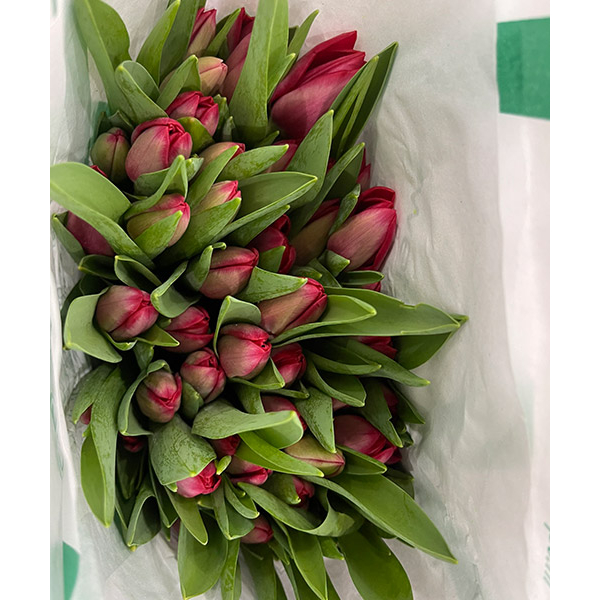 Tulip đỏ Hà Lan